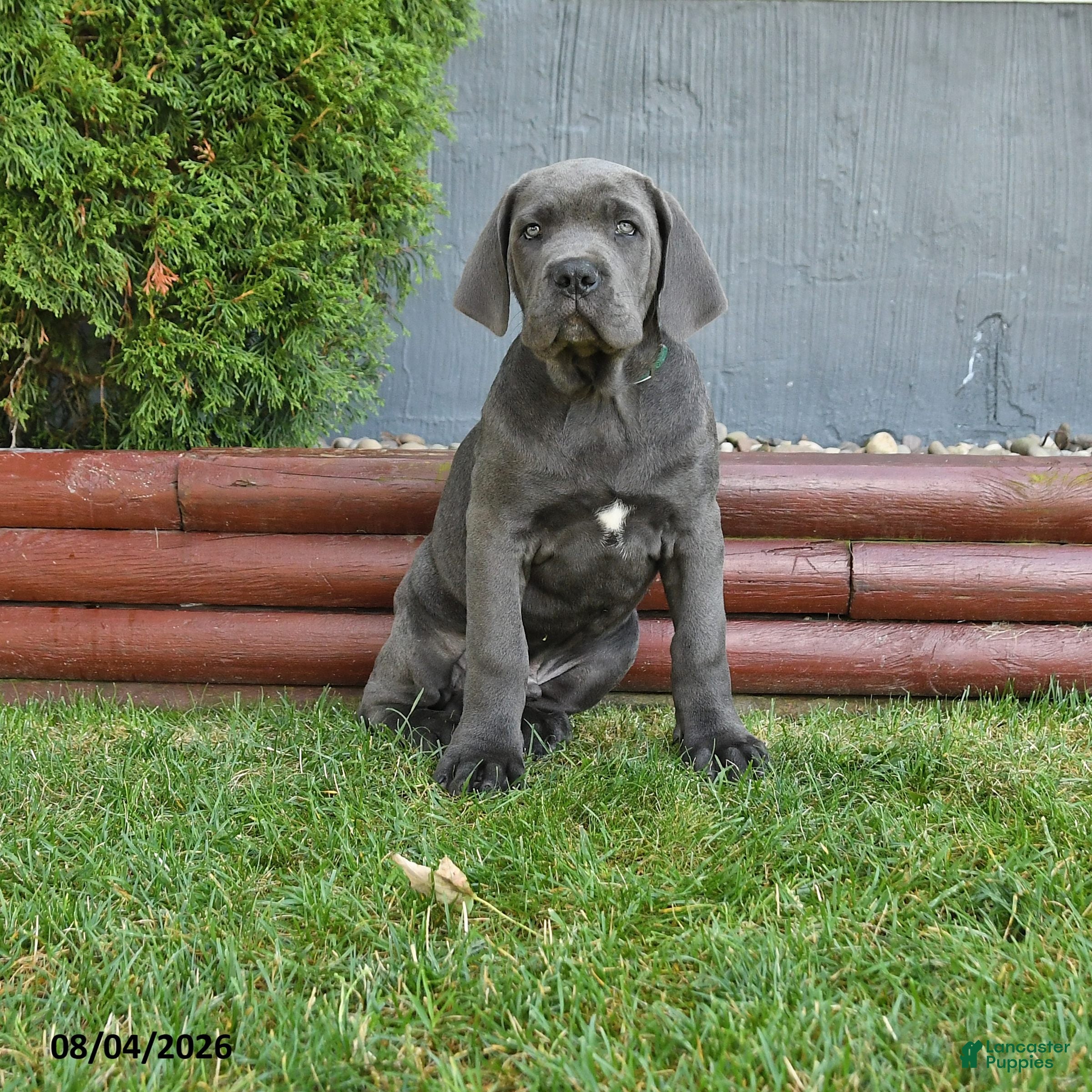 Cane Corso dogs Rancho - Ad 1