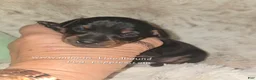 Miniature Pinscher dogs for sale: Mona black and rust  - Ad 16