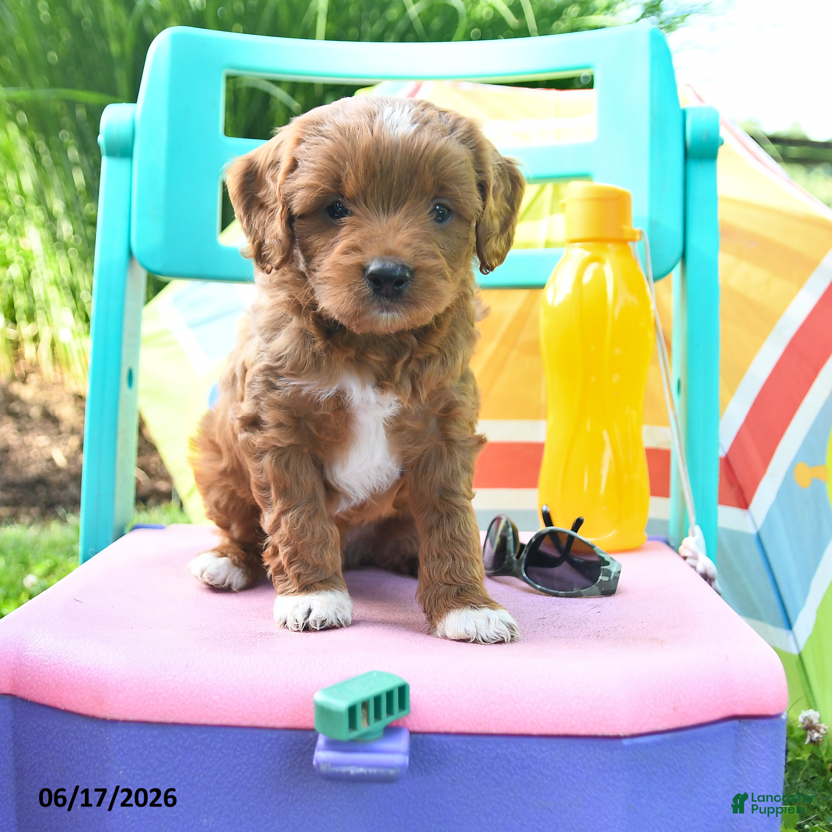 Cavapoo dogs Cocoa - Ad 1