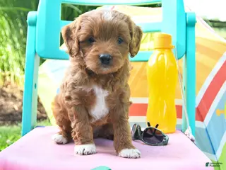 Cavapoo dogs for sale: Cocoa - Ad 1