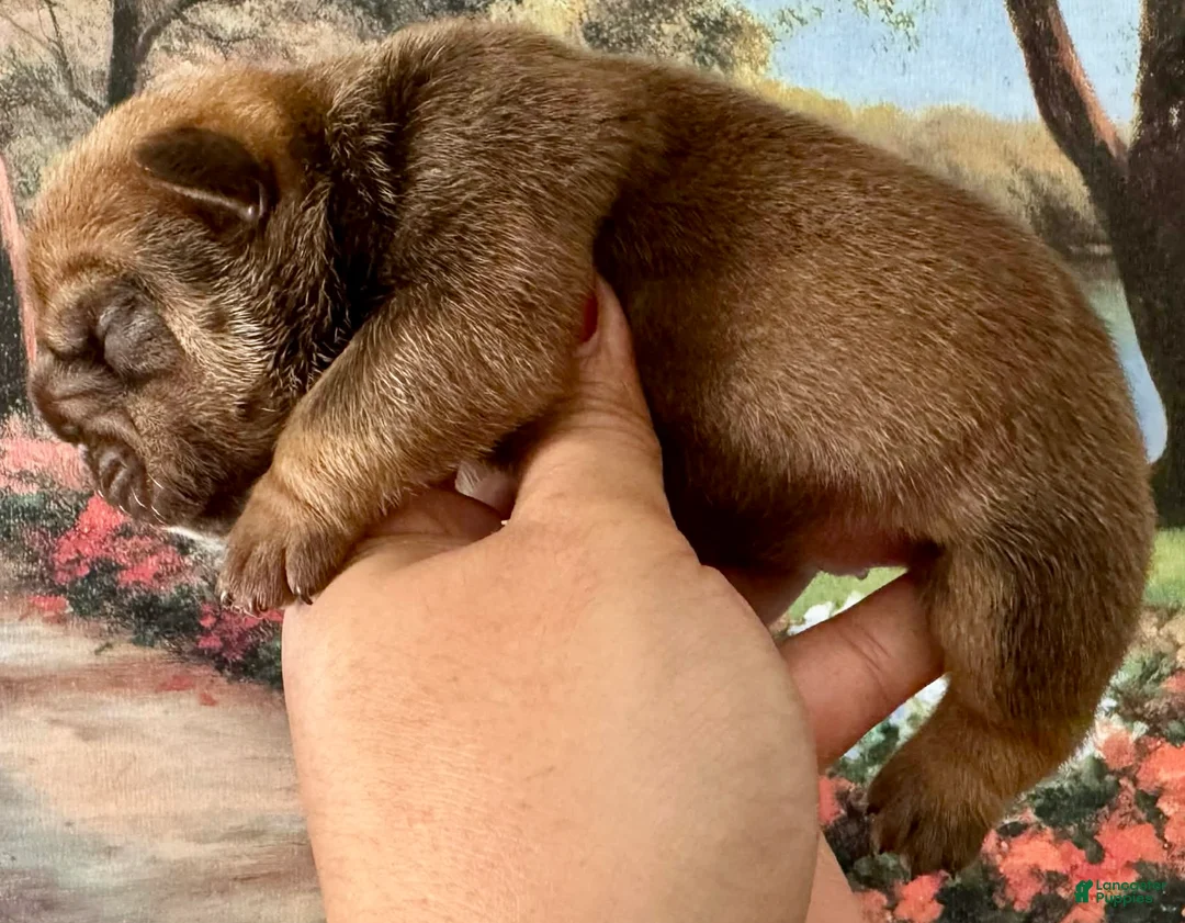 English Bulldog dogs for sale: English Bulldog Puppy 1 - Ad 2