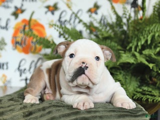 Mixed Breed dogs Max - Ad 25