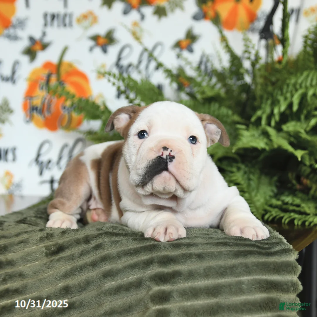 Mixed Breed dogs for sale: Max - Ad 4