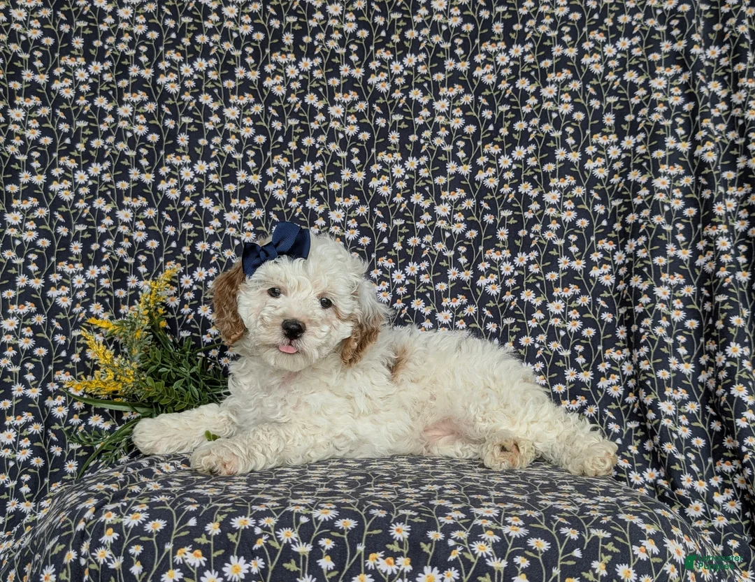 Miniature Poodle dogs for sale: Pilar - Ad 2