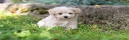 Maltipoo dogs for sale: Piper - Ad 3