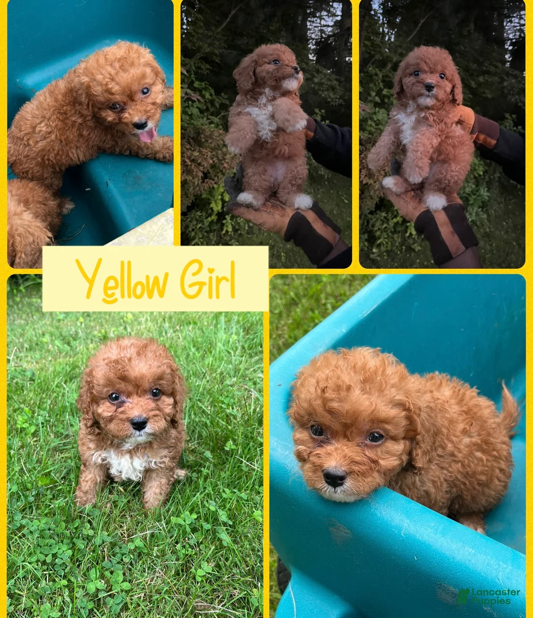 Mini Bernedoodle dogs for sale: Yellow Girl - Ad 1