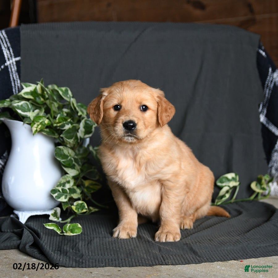 Golden Retriever dogs Riley - Ad 1