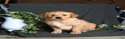 Golden Retriever dogs for sale: Riley - Ad 1