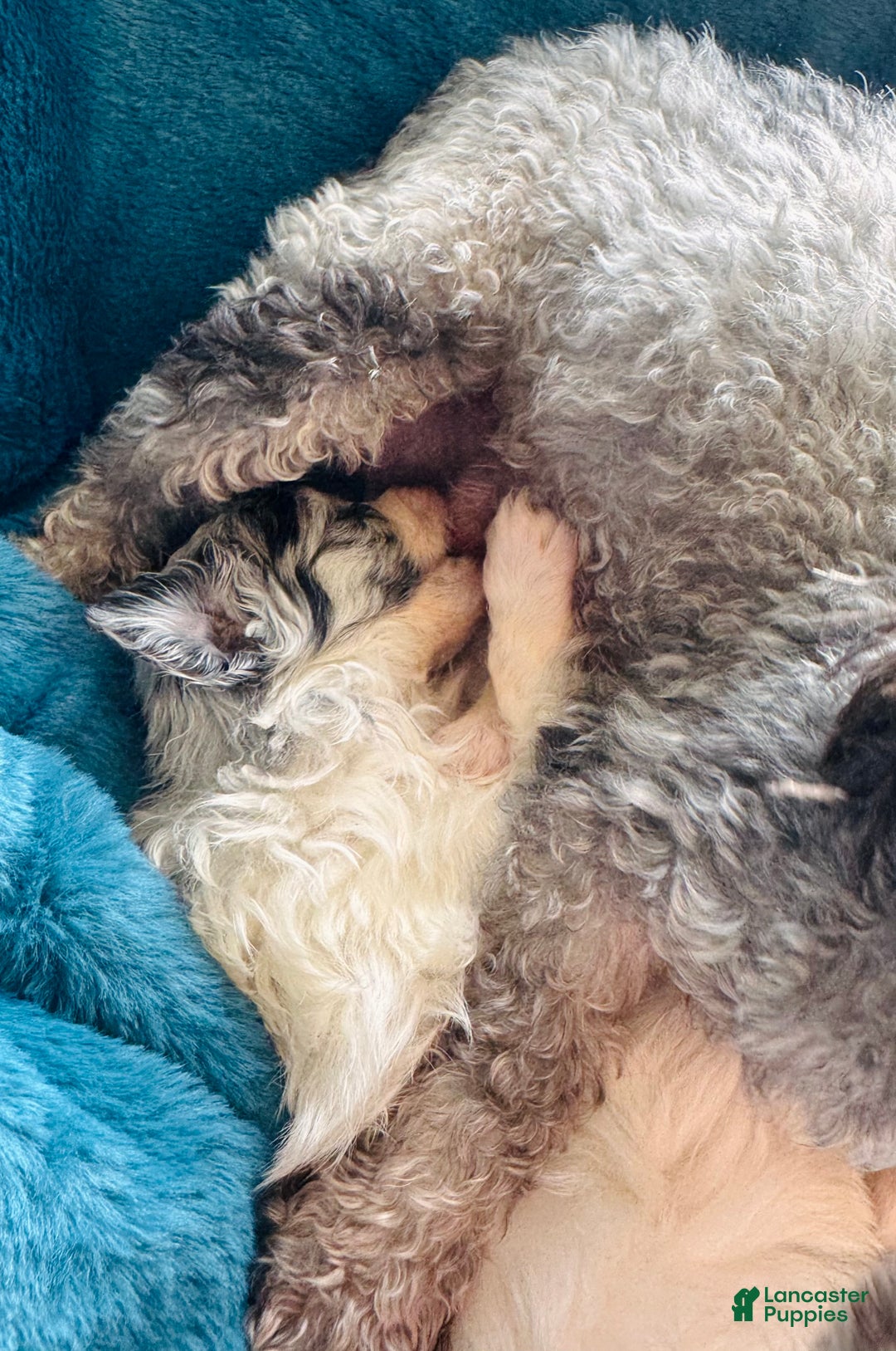 Pomapoo dogs for sale: Pomapoo Puppy 1 - Ad 2