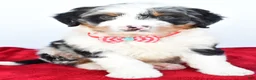 Mini Bernedoodle dogs for sale: Liam - Ad 8