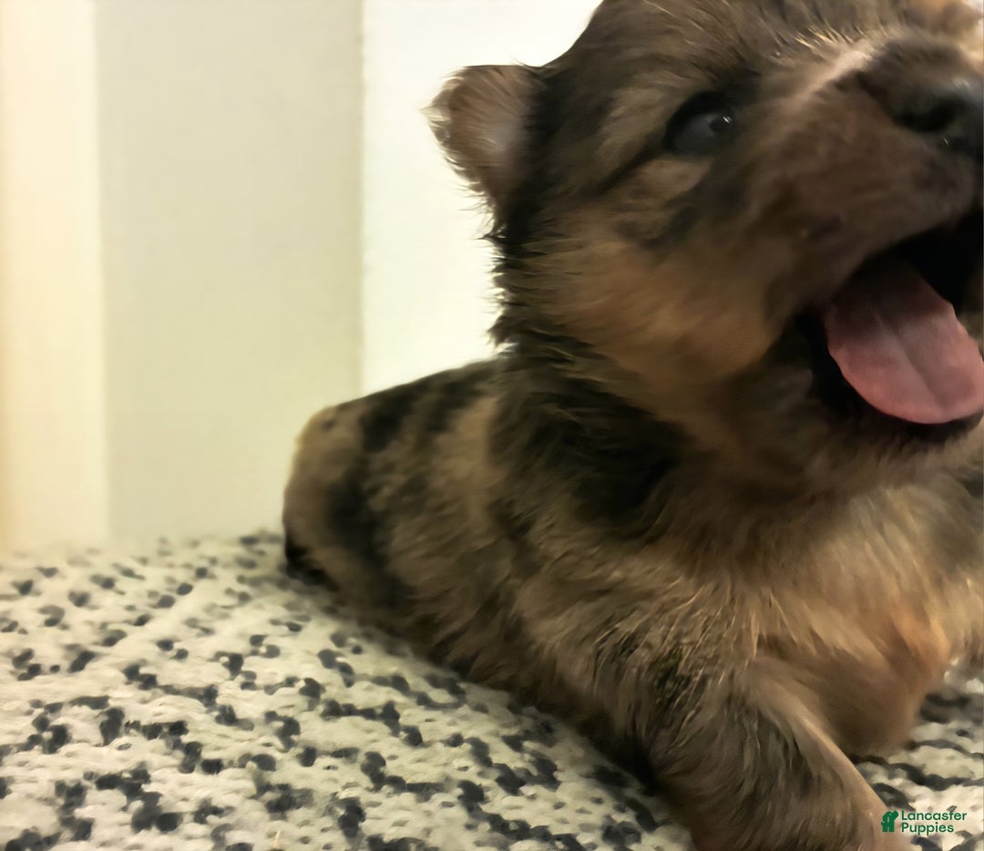 Mixed Breed dogs for sale: Bubbles  - Ad 2