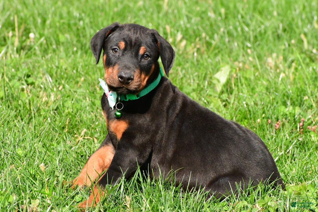 Doberman Pinscher dogs for sale: Rocco - Ad 1