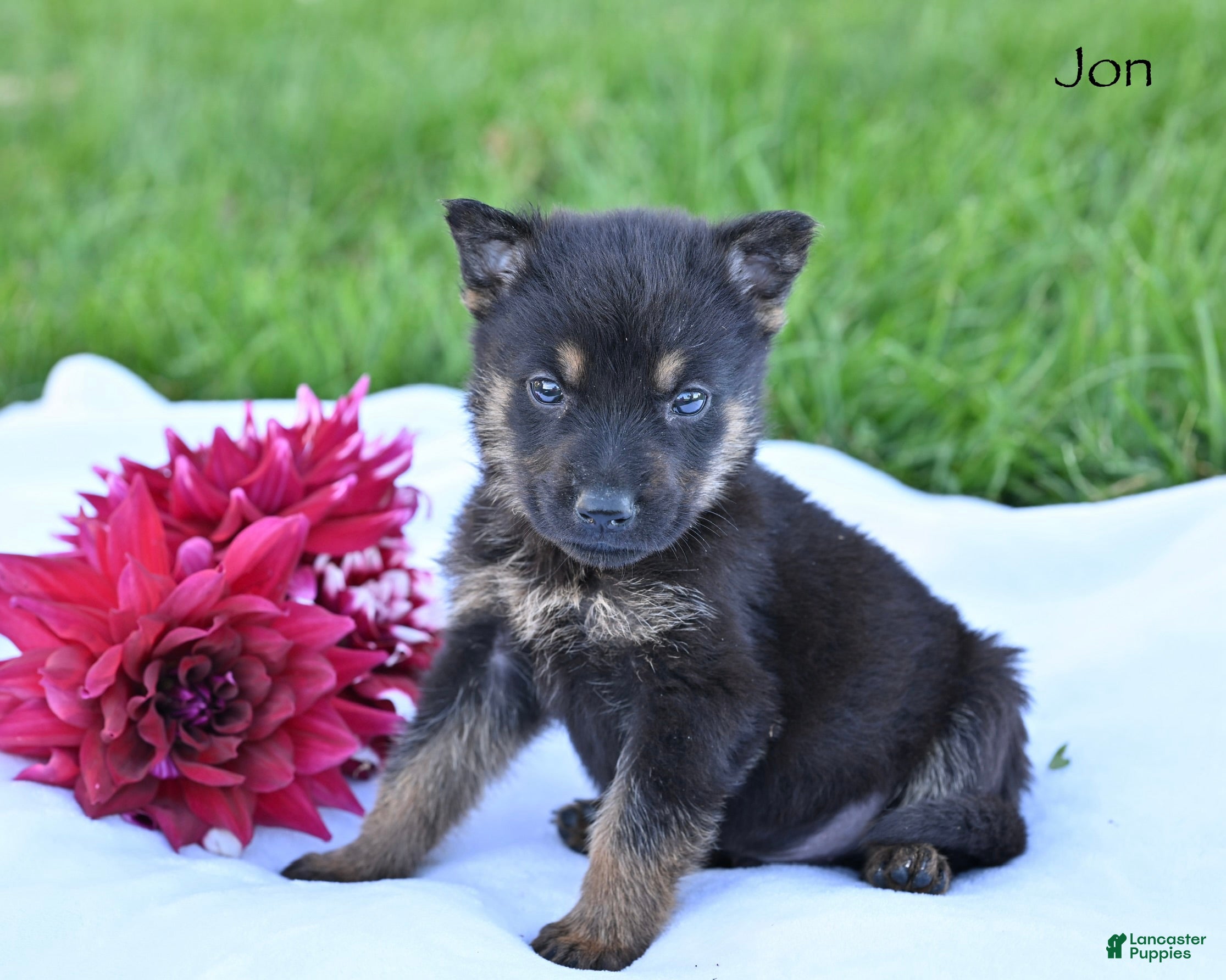 German Shepherd dogs Jon - Ad 2