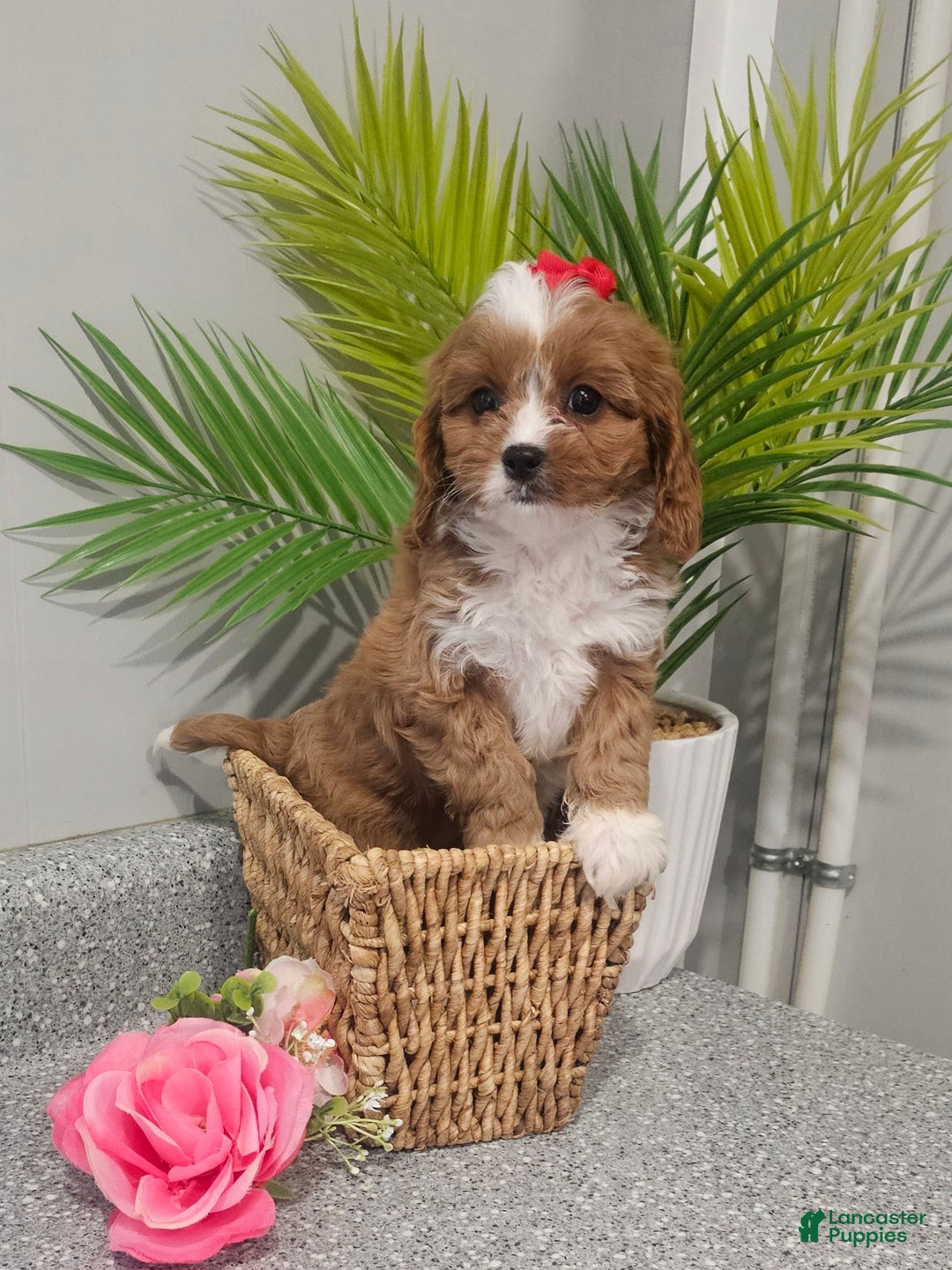 Cavapoo dogs for sale: Lil Shiloh  - Ad 19