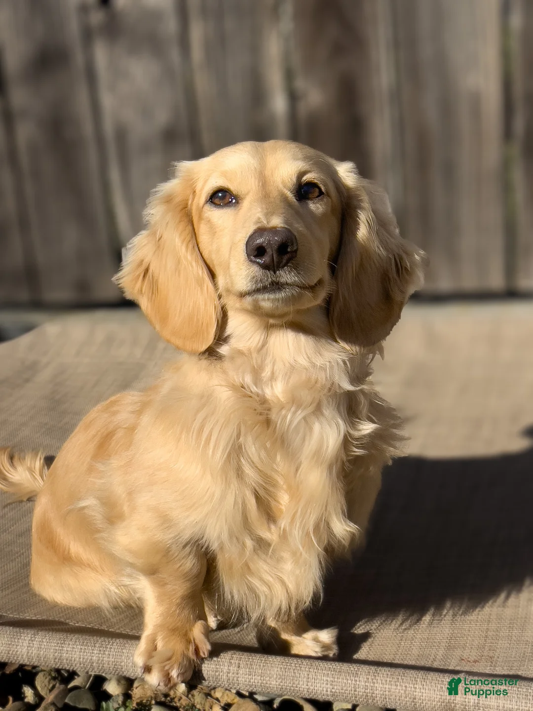 Miniature Dachshund dogs for sale: Vanilla - Ad 8