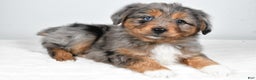 Miniature Australian Shepherd dogs for sale: Roscoe - Ad 9