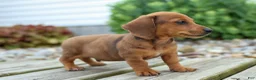 Miniature Dachshund dogs for sale: Tyson 💙 - Ad 9