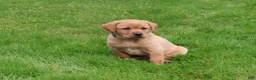Labrador Retriever dogs for sale: Harper - Ad 1