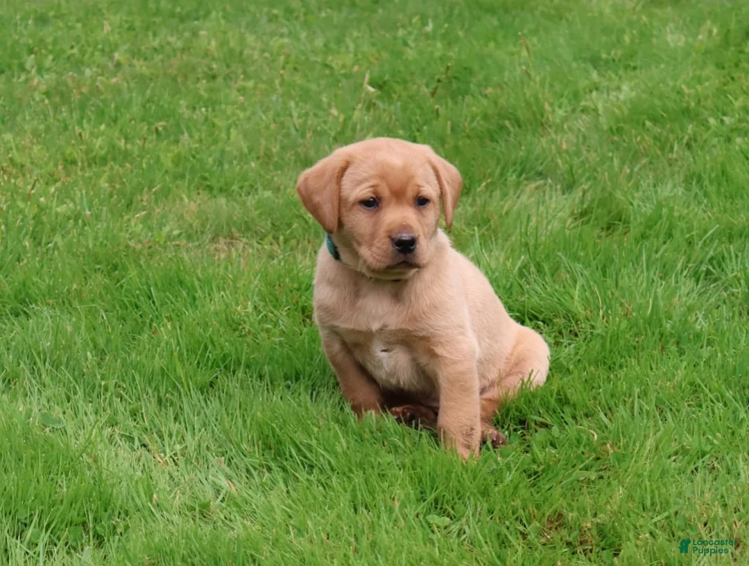 Labrador Retriever dogs for sale: Harper - Ad 1