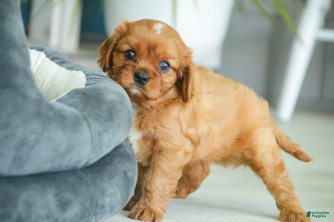 Cavalier King Charles Spaniel dogs for sale: Grady Cavalier King Charles Spaniel  - Ad 2