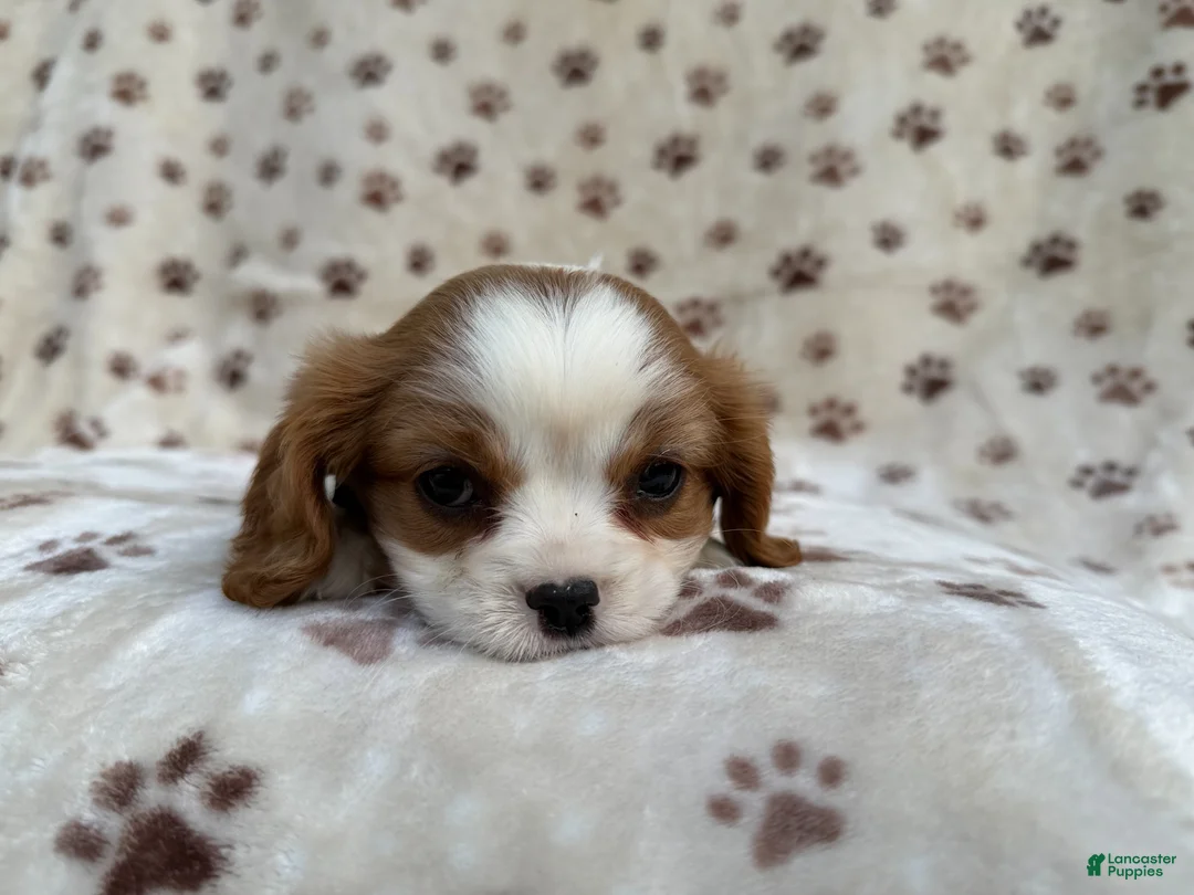 Cavalier King Charles Spaniel dogs for sale: Owen - Ad 9