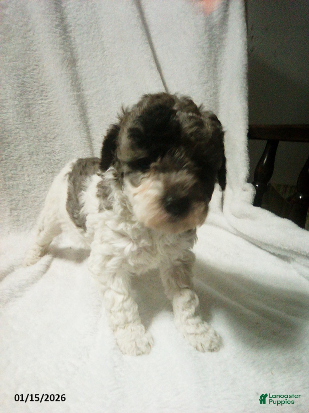 Toy Poodle dogs for sale: Eva - Ad 3