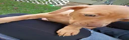 Mixed Breed dogs for sale: Rednose Female - Ad 2