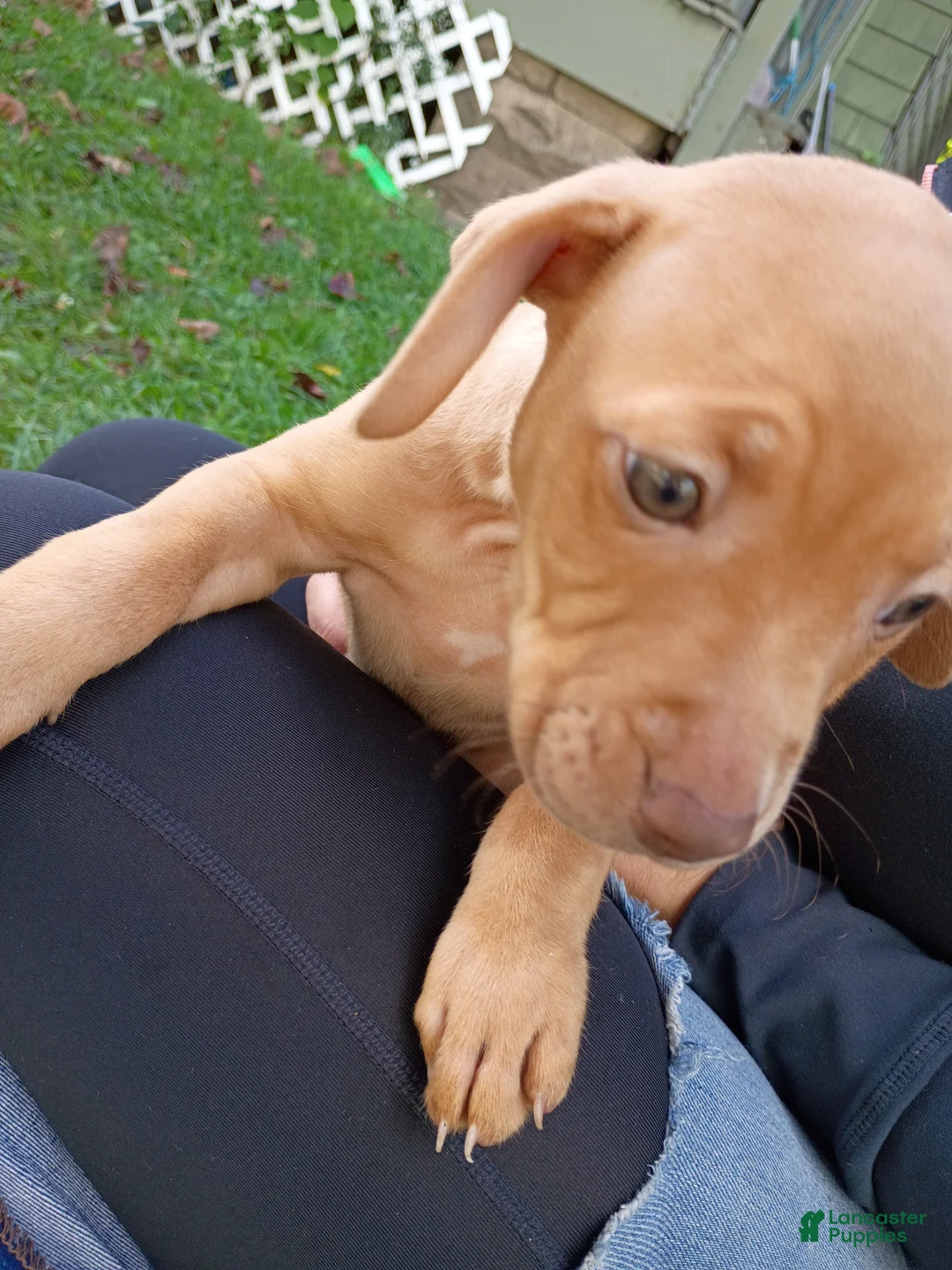 Mixed Breed dogs for sale: Rednose Female - Ad 2