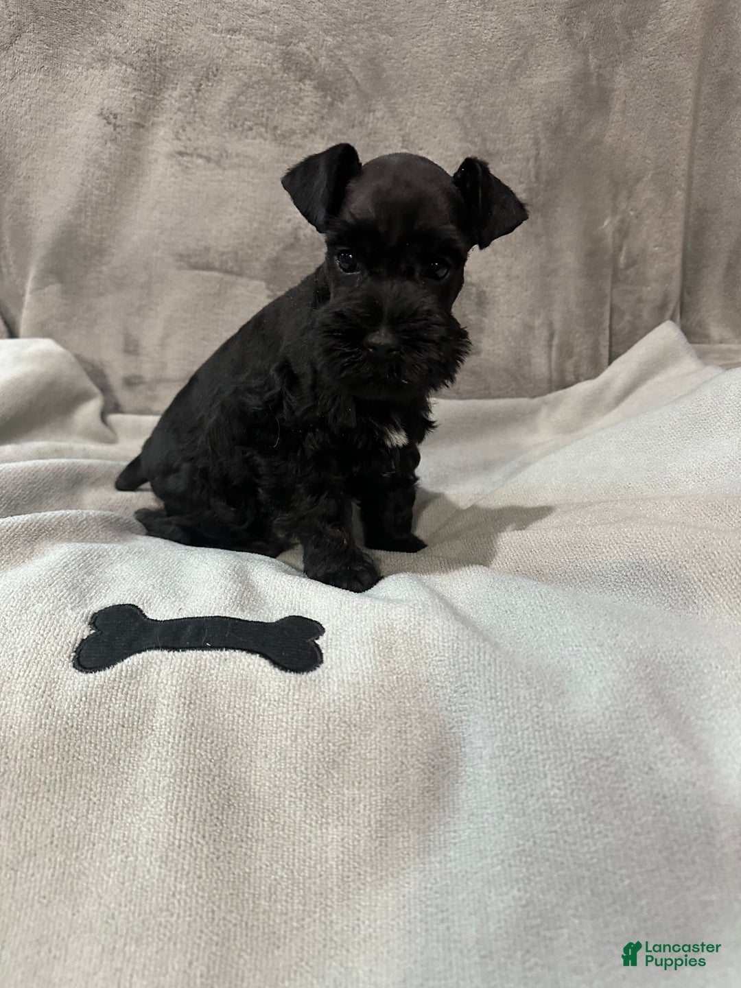 Miniature Schnauzer dogs for sale: Miles  - Ad 1