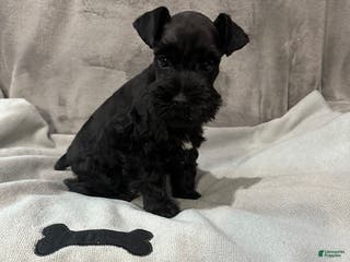 Miniature Schnauzer dogs Miles - Ad 19