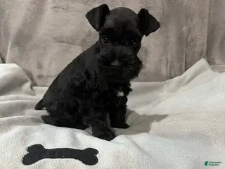 Miniature Schnauzer dogs Miles - Ad 22