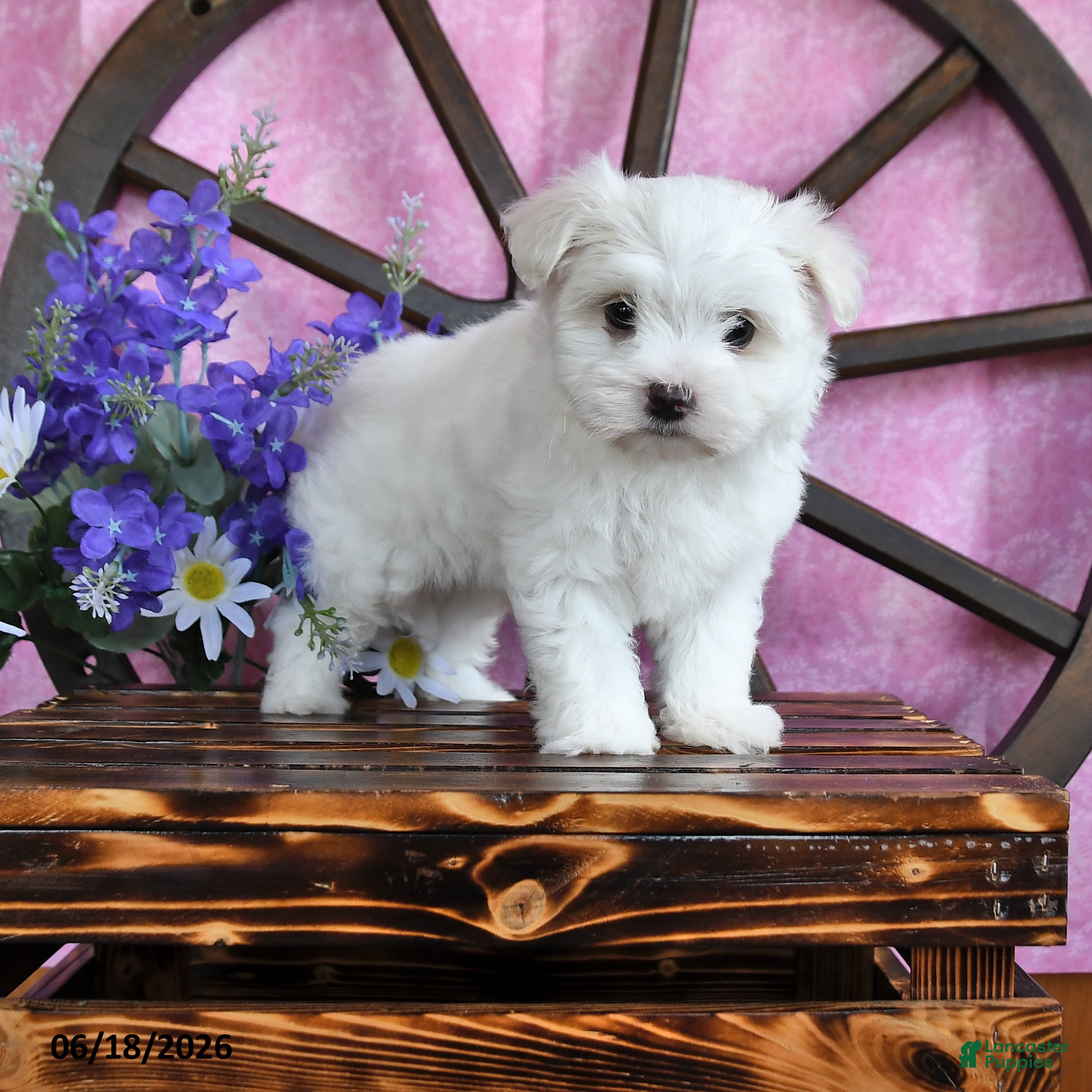 Maltese dogs Opie - Ad 1