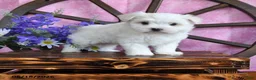 Maltese dogs for sale: Opie - Ad 1