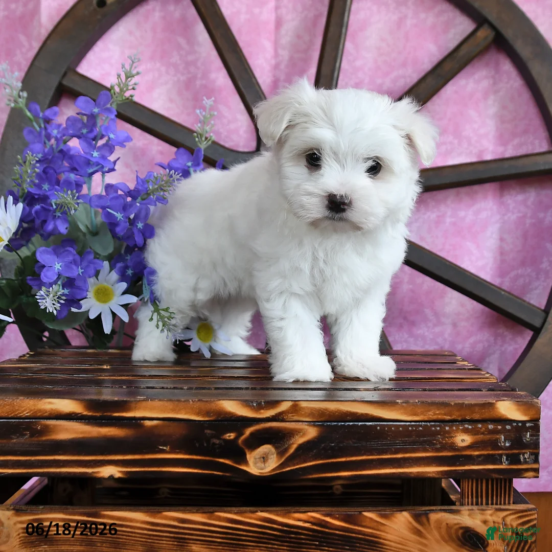 Maltese dogs for sale: Opie - Ad 1