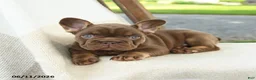 French Bulldog dogs for sale: Kona - Ad 4