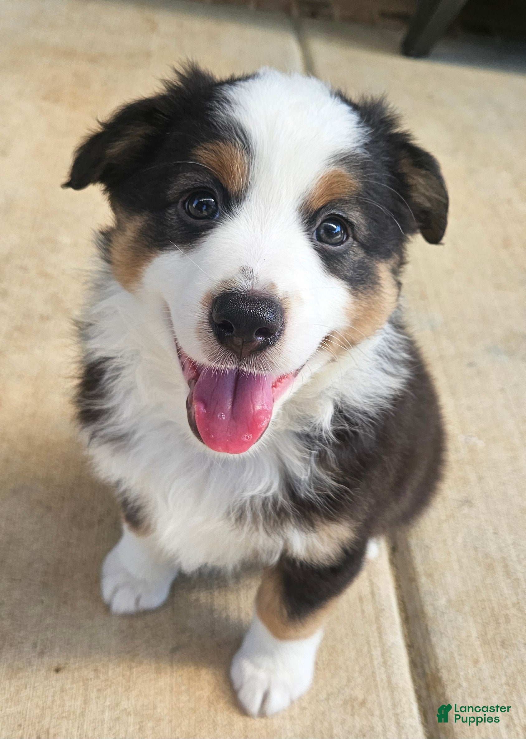 Australian Shepherd dogs Sweet & Happy Black Tri Female with Light Brown Eyes - Ad 21