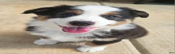 Australian Shepherd dogs for sale: Sweet & Happy Black Tri Female with Light Brown Eyes - Ad 1