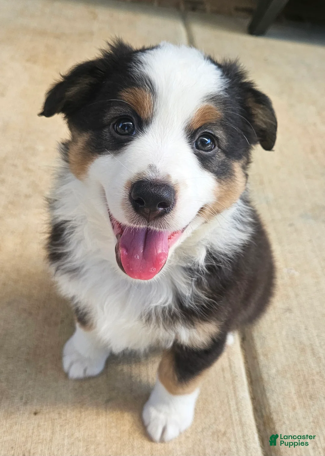 Australian Shepherd dogs for sale: Sweet & Happy Black Tri Female with Light Brown Eyes - Ad 1