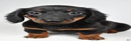 Dachshund dogs for sale: Cassidy - Ad 4