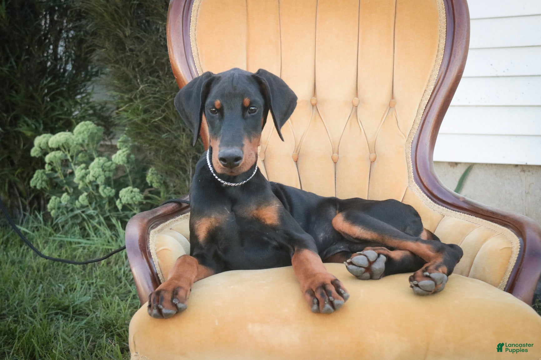 Doberman Pinscher dogs Malcolm - Ad 1