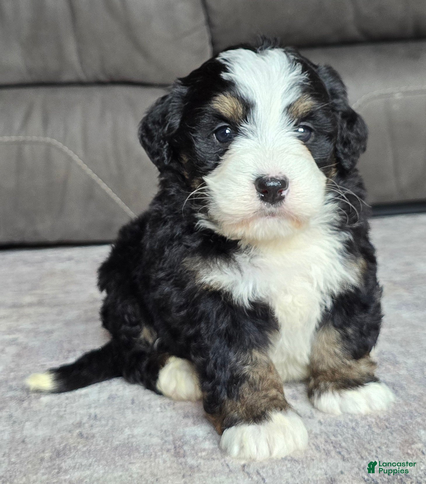 Mini Bernedoodle dogs Mini Poppy - Ad 2