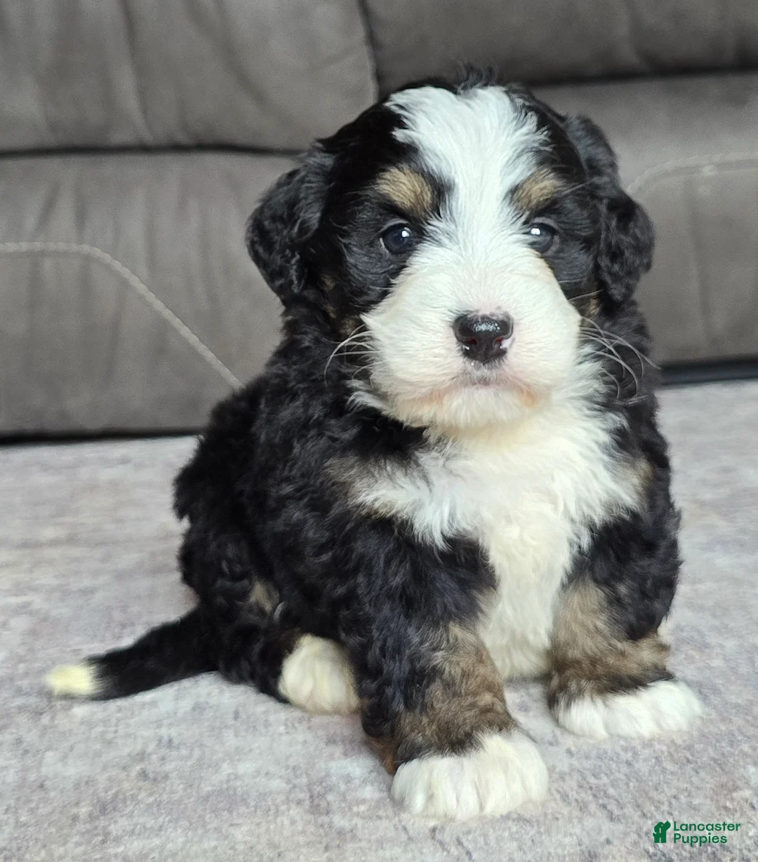 Mini Bernedoodle dogs for sale: Mini Poppy - Ad 2