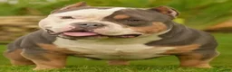 American Bully dogs for sale: American Bully 4 - Ad 11