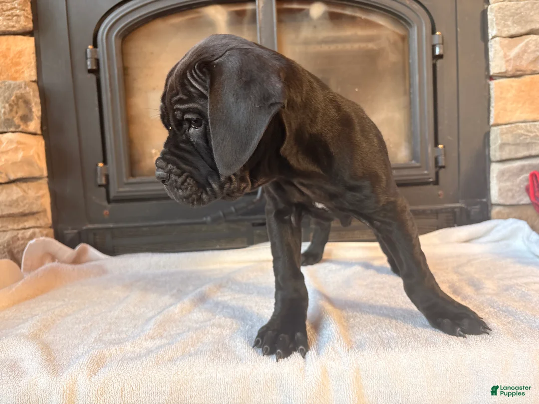 Cane Corso dogs for sale: Yellow girl - Ad 6