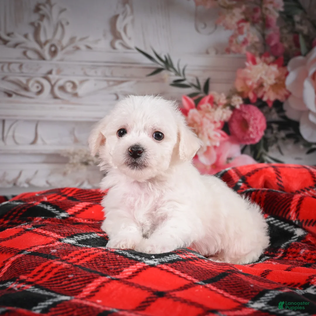 Bichon Frise dogs for sale: AKC-Misty - Ad 10