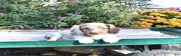Miniature Dachshund dogs for sale: Kelsey - Ad 1