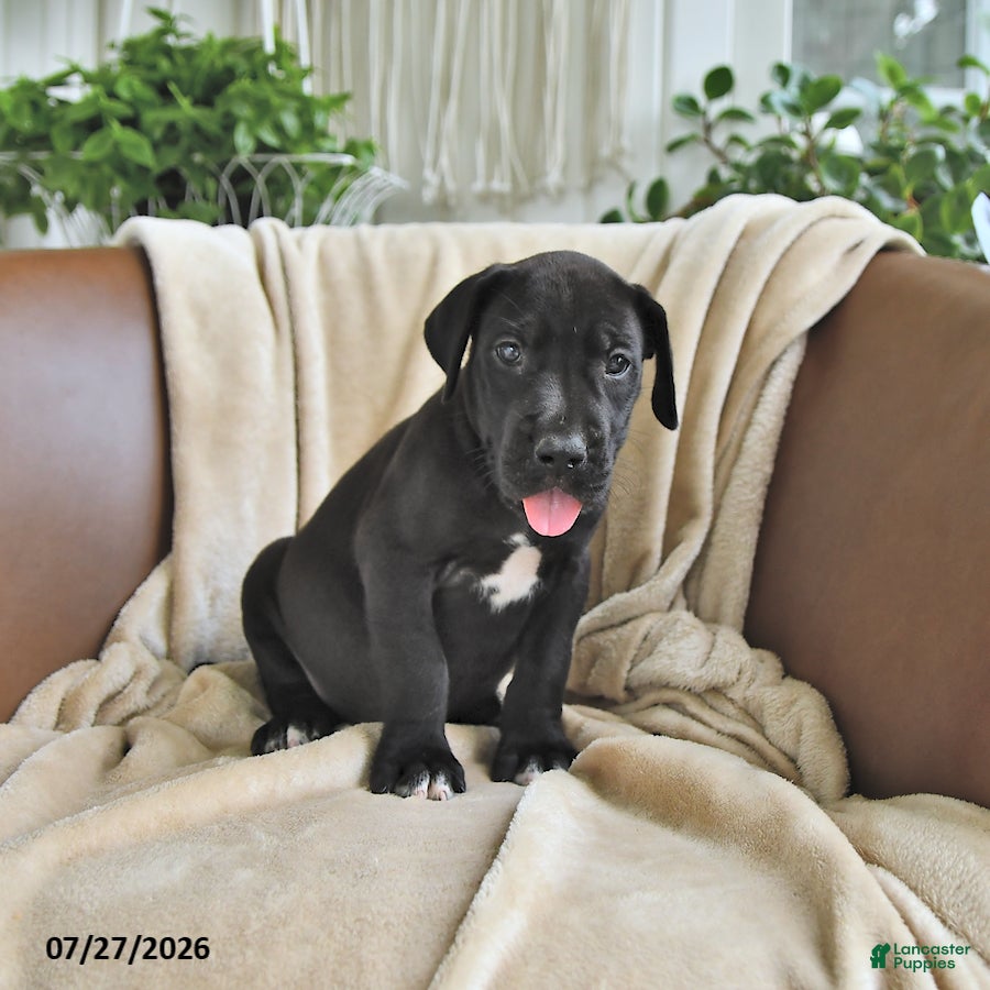 Great Dane dogs Blair - Ad 2