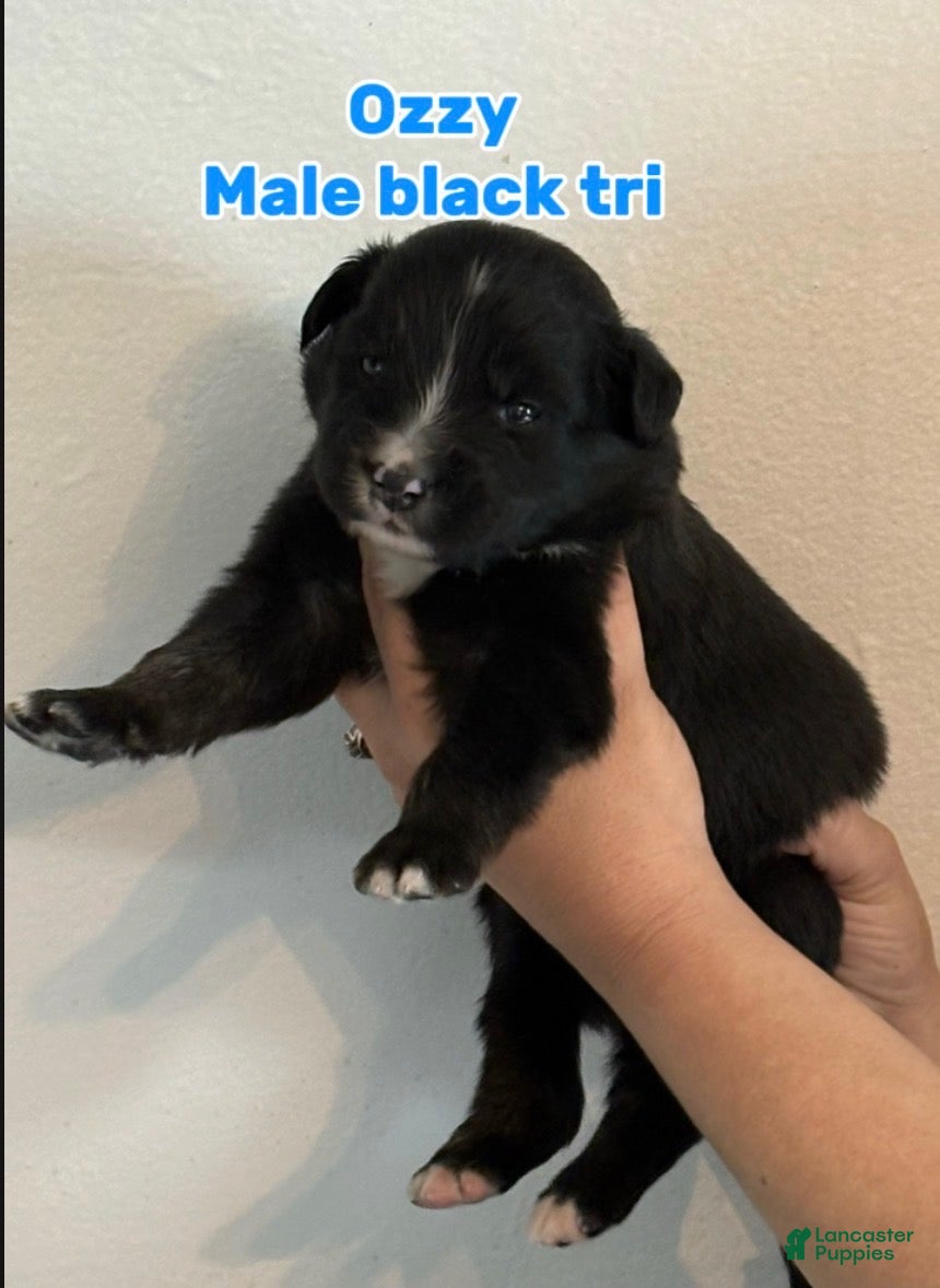 Australian Shepherd dogs Australian Shepherd Puppy 6 - Ad 40