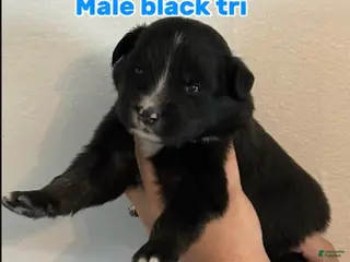 Australian Shepherd dogs Australian Shepherd Puppy 6 - Ad 40