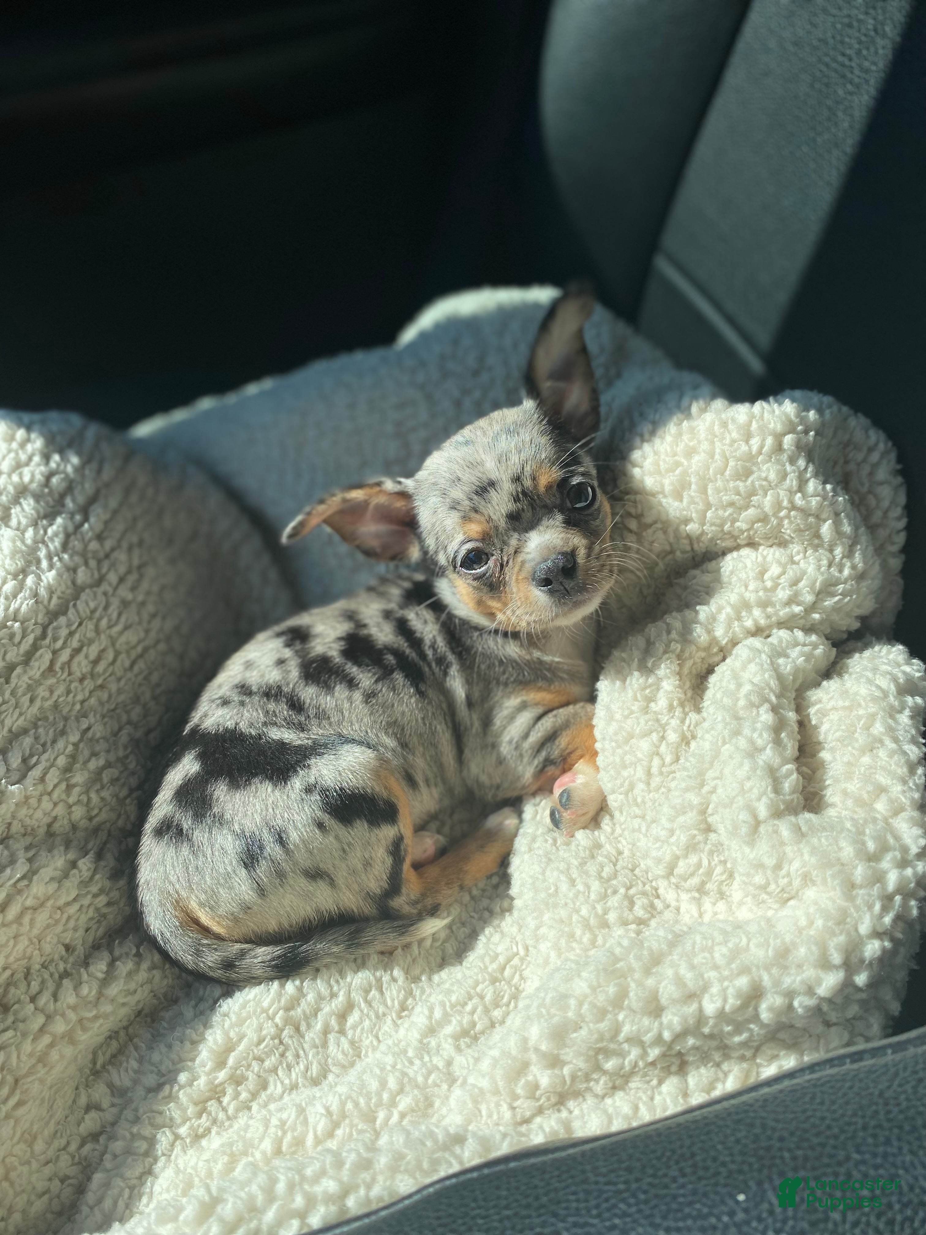 Chihuahua Mix Chihuahua Merle Colors Merle Color Chihuahua